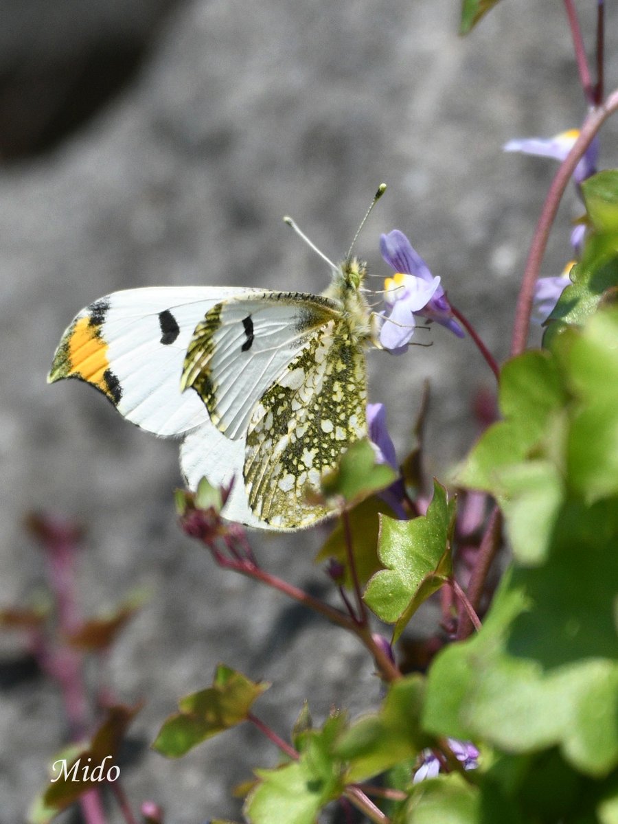 Anthocharis Scolymus 😆 #butterfly #butterflyphotography #wildlife #wildlifephotography #Saitama #Japan