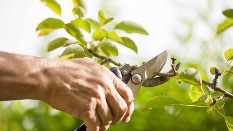 Dios poda la vid para que de más frutos (Jn 15,2). La poda es necesaria para quitar lo que es inútil y estorba. Así nacerán frutos de mayor calidad y se producirá un vino mejor. Dios se sirve de cortes dolorosos para hacernos más libres y maduros, más humildes y creyentes.