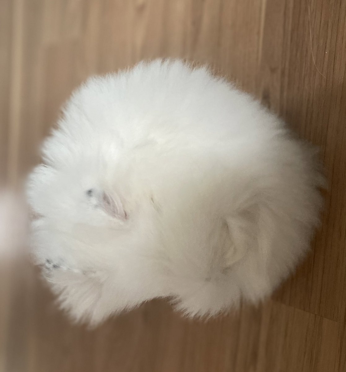 ANIME                                  REAL