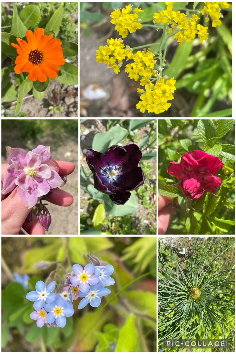 First calendula and first rosa rugosa with aurinia, aquilegia, Queen of the Night, forget-me-nots and yellow asphodel bud #SevenOnSunday