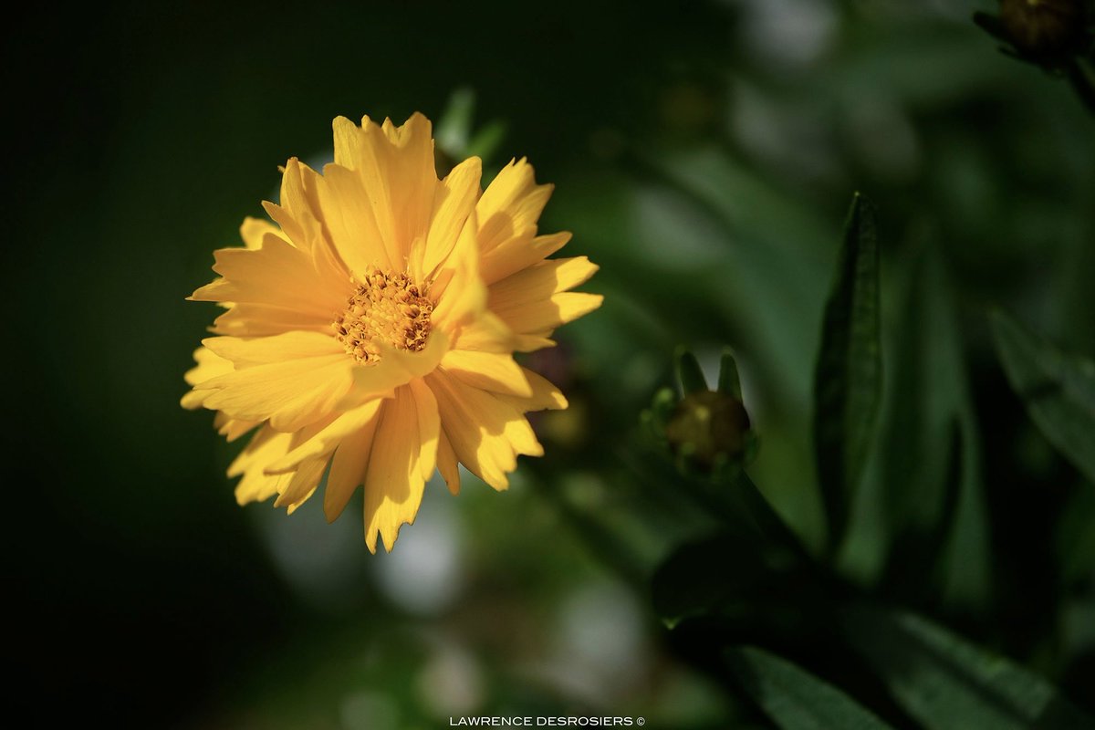 Une fleur jaune pour Jean-Pierre Ferland… #Photographie