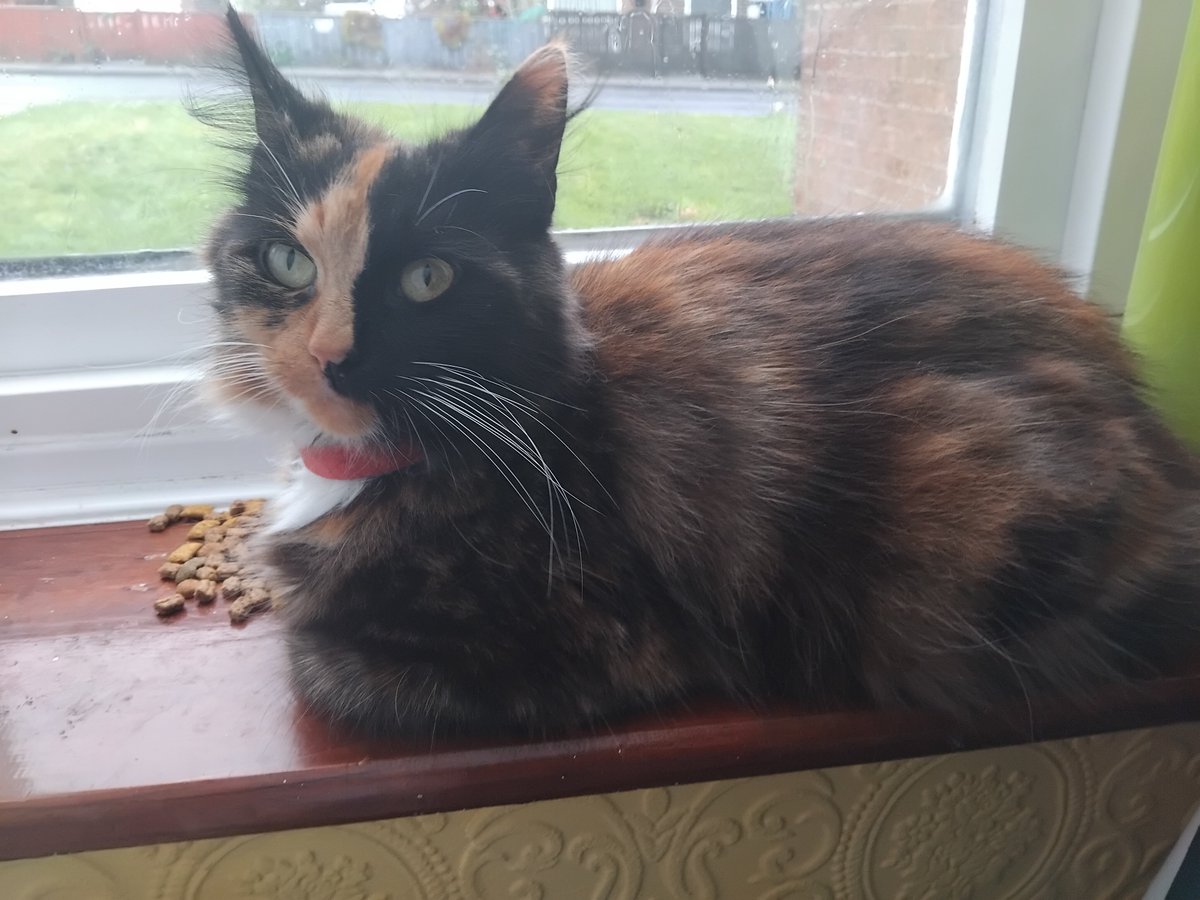 Wildflower tweet media