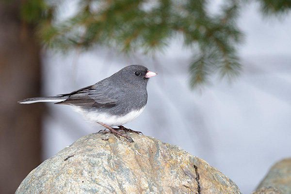 A Dark-eyed Junco sitting on a rock Available for sale here: jan-luit.pixels.com/featured/junco… #WildlifePhotography #NaturePhotography #Nature #PhotographyIsArt #Photography #fotografie #Natuur #Birdwatching #Birds #Vogel #Wildlife #Animals #GiveArt #Giftidea #AYearForArt #BuyIntoArt