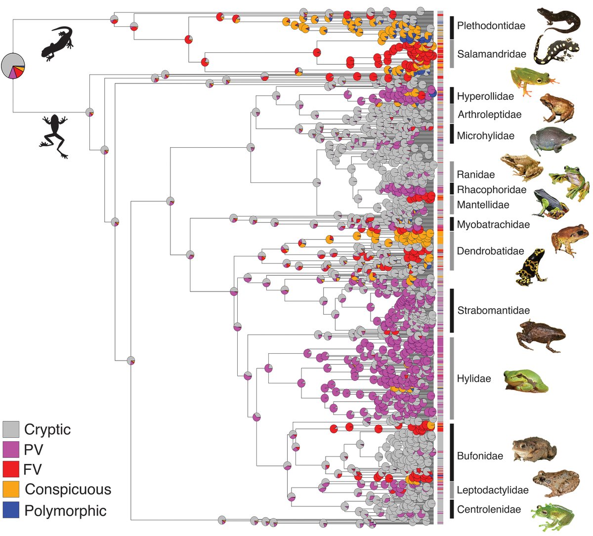 ScienceMagazine's tweet image. How do brightly colored organisms survive long enough to warn predators when they are easier to predate than their cryptic peers?
A 2023 study looked at #amphibians with known warning coloration to assess how such displays evolve. scim.ag/6L8 #ScienceMagArchives