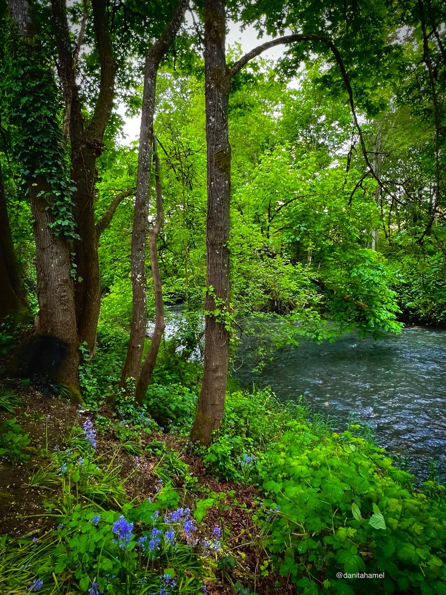 Good morning and happy Sunday all you lovers of nature and photography!👋🏻 QP a peaceful place to get away from it all.🕊️ Here’s mine: A quiet spot along the Willamette River in Oregon. 🌊 #Peaceful #