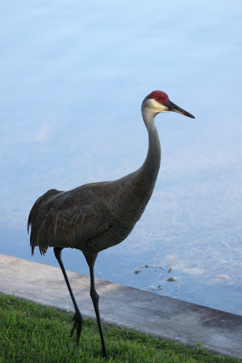 Just your typical Florida morning.  Great Blue Heron and Sandhill Cranes in the backyard.  #greatblueheron #greatblueherons #sandhillcrane #sandhillcranes #Florida