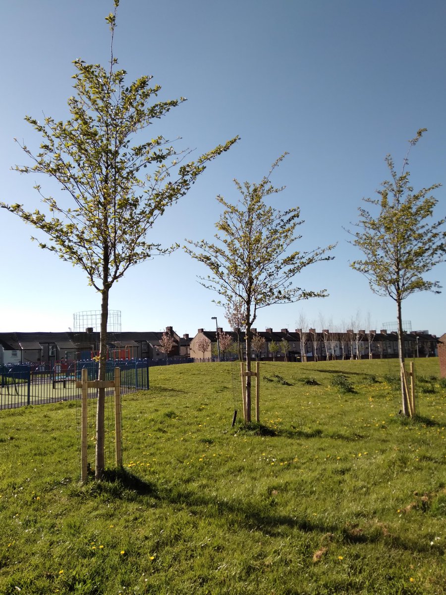 Green Sefton (@greensefton_) on Twitter photo Spring blossom is looking stunning at Poets Park, Bootle at the moment, but there are many other signs of the changing seasons right on our doorstep, despite the heavy rainfall of recent months.
These trees where planted thanks to the Levelling Up Grant <a href="/seftoncouncil/">Sefton Council</a> Spring blossom is looking stunning at Poets Park, Bootle at the moment, but there are many other signs of the changing seasons right on our doorstep, despite the heavy rainfall of recent months.
These trees where planted thanks to the Levelling Up Grant <a href="/seftoncouncil/">Sefton Council</a>