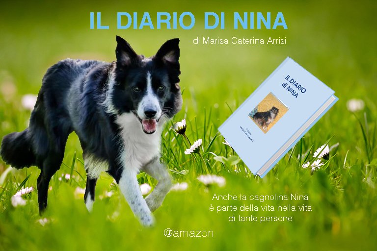 Il Diario di Nina
Con la speranza che la testimonianza di Marisa possa portare tante persone a comprendere e a rispettare i cani, tutti gli animali e la vita.
urly.it/3zqn8
#bookstagramitalia #TheWriters_Heaven #writerscommunity #spilledink