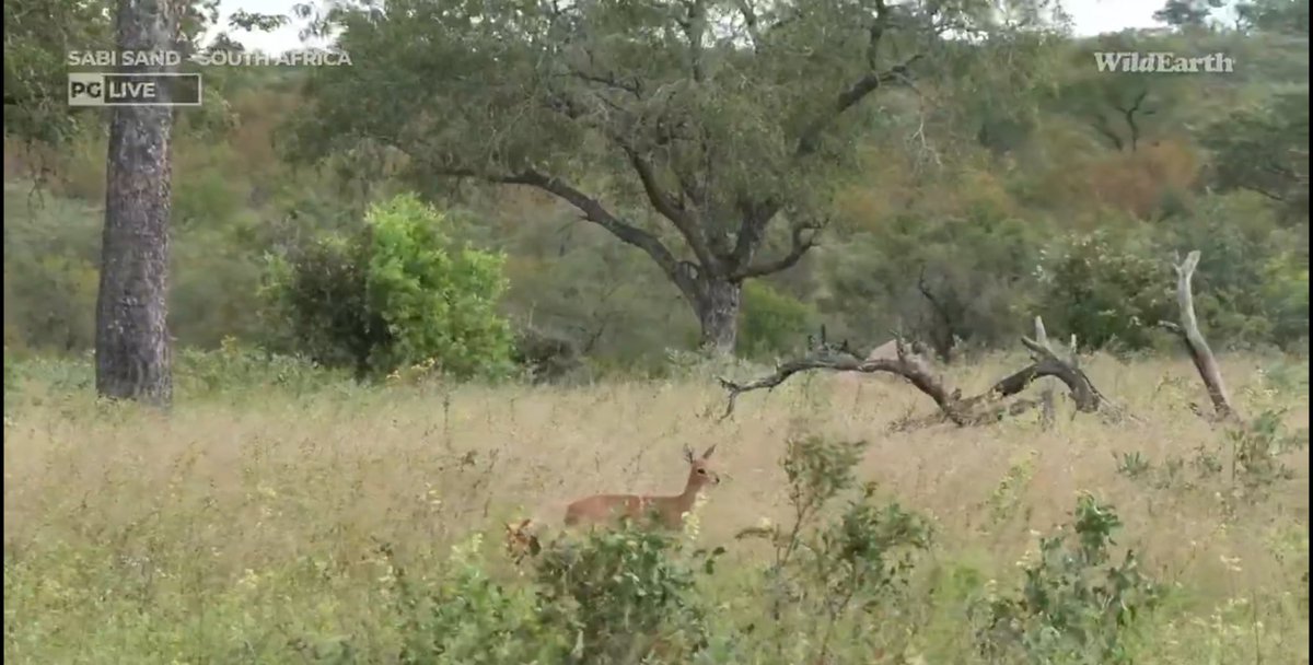 #wildearth You caught the steenbok on camera,Mpho,thanks😁