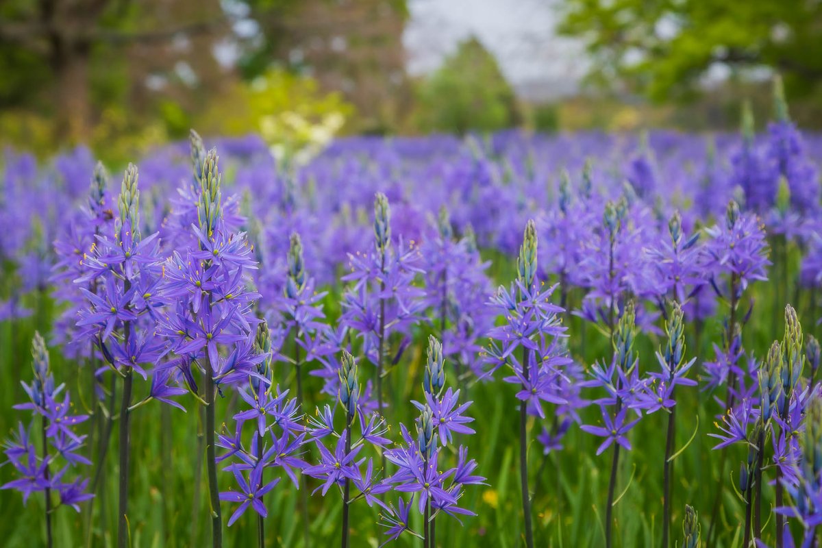 Up close and personal with Camassia Leichtlinii - at @RHSWisley