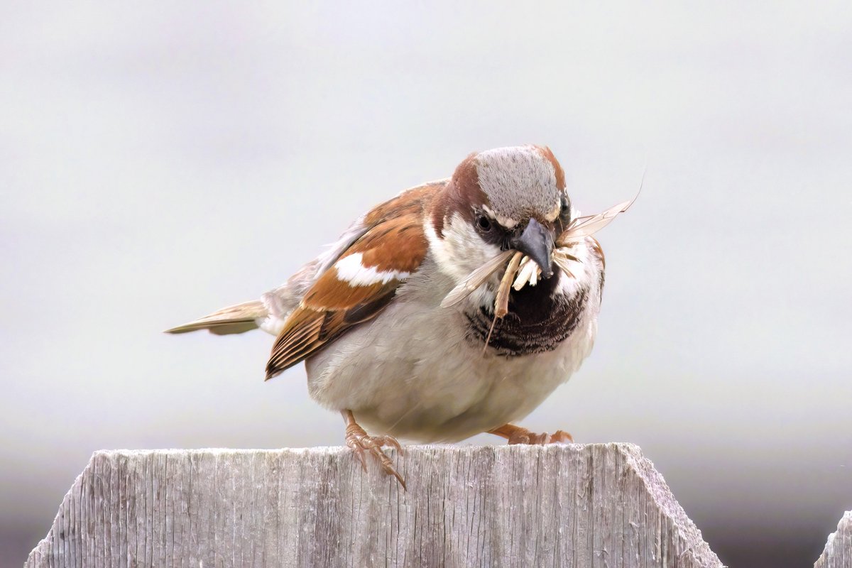 #TwitterNatureCommunity #SparrowSunday #Garden #Shropshire #naturelovers #BirdTwitter #wildlifephotography Little dude was busy after the storms.