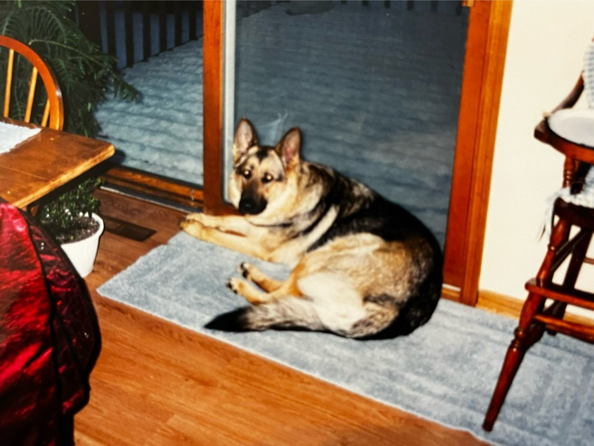 @morebetje20 Reminds me of my GSD Babe. Unfortunately she passed away at only 7 with Degenerative Myelopathy. She was a wonderful dog. That was 18 years ago but think of her all the time.