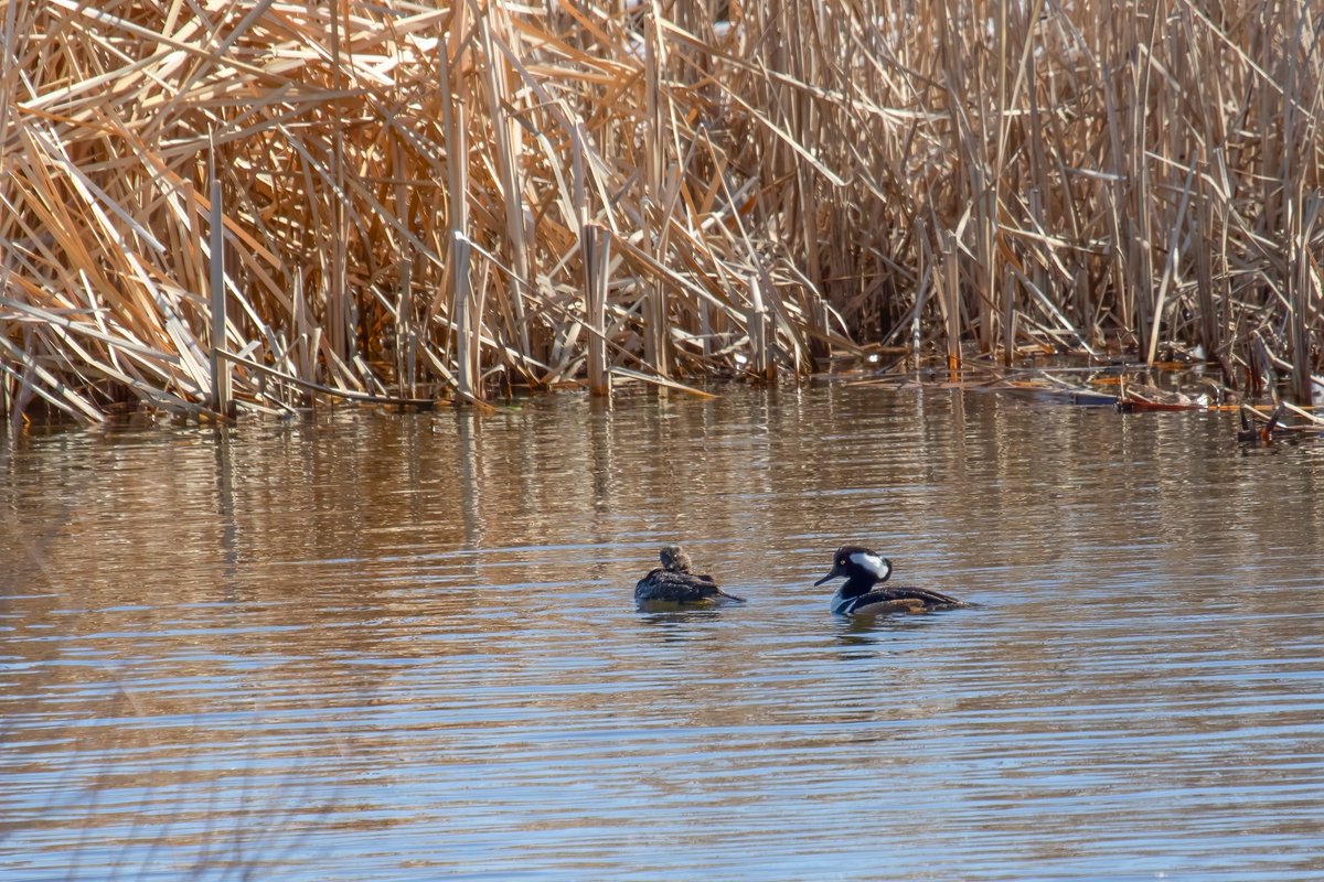 You never know who you'll meet when you visit a storm water retention pond. Hooded mergansers! Such tiny, fancy ducks