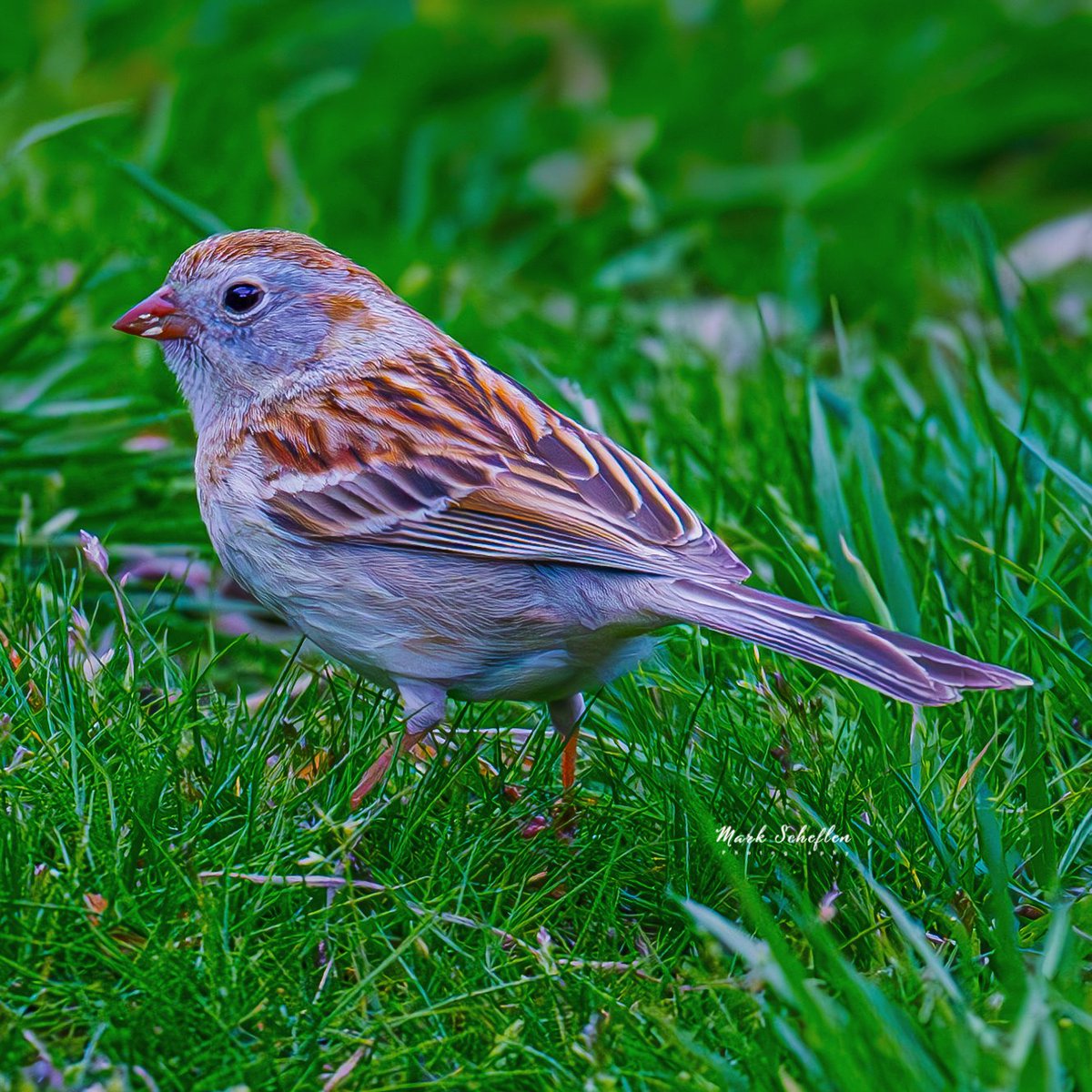 Field Sparrow not easy to see, Green bench, Central Park,  NYC #birdcpp #TwitterNatureCommunity #birdsofinstagram #britishnatureguide #naturephotography #birdphotography #twitterphotography #wildbirdphotography #nikonphotography #NatureBeauty #nycaudubon 4.27.24