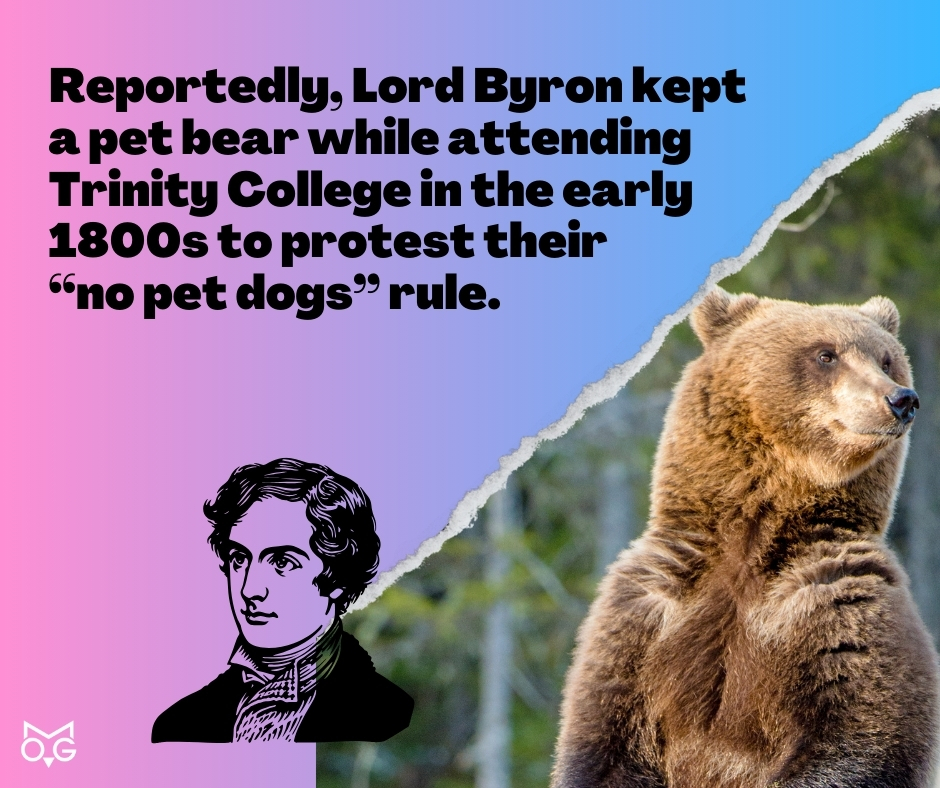 Reportedly, Lord Byron kept a pet bear while attending Trinity College in the early 1800s to protest their “no pet dogs” rule.
#trivia #LordByron #TrinityCollege