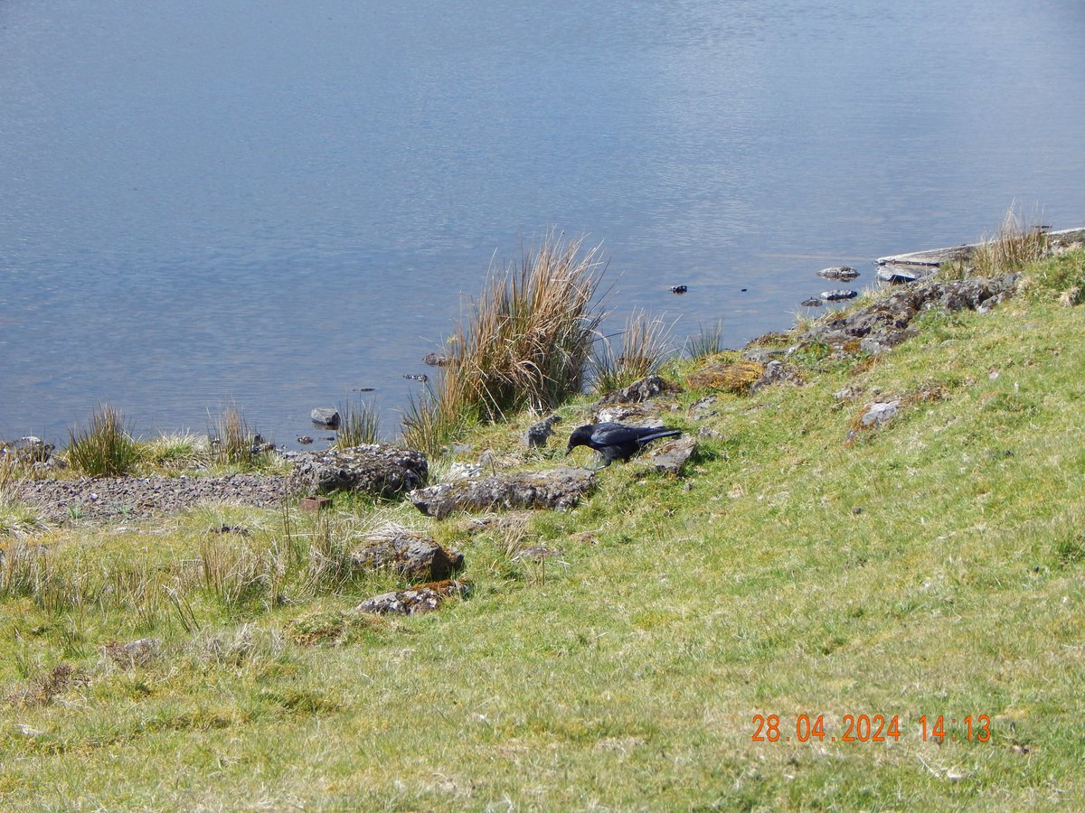 @raiphsays @PipsUkes . Iss is him at the original feedin stone. Wen he floo away he went Eest, but he used to live West, so if he comes back anurra day, am gonny huv tae try an figure oot his new territry.