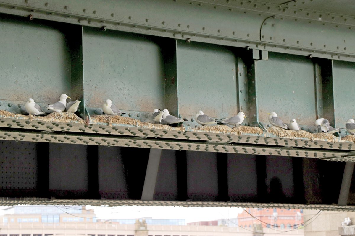 Elsewhere, the Baltic & St Mary's Heritage Centre in Gateshead and the Tyne Bridge & Guildhall Clock Tower remain a fav for the Tyne Kittiwakes. Season developing slower with nest building just starting. Likely due to colder spring weather.