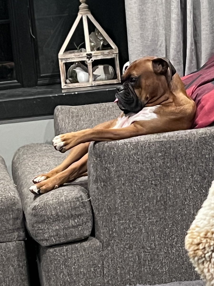 Zeus always makes me laugh sitting like this. 

#boxerpuppy #boxerdogs #boxerlife 
#boxerlovers #boxersrock #boxersoftwitter #boxerdogsoftwitter #dogsoftwitter #dogsofx