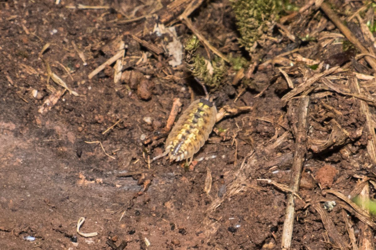 Belfast #bioblitz on Black Mountain today (29 April). Had to be there for a short while to record Common Lizards (2) and Smooth Newt (1) and anything else I could identify - Striped Woodlouse, although common, was new to me.