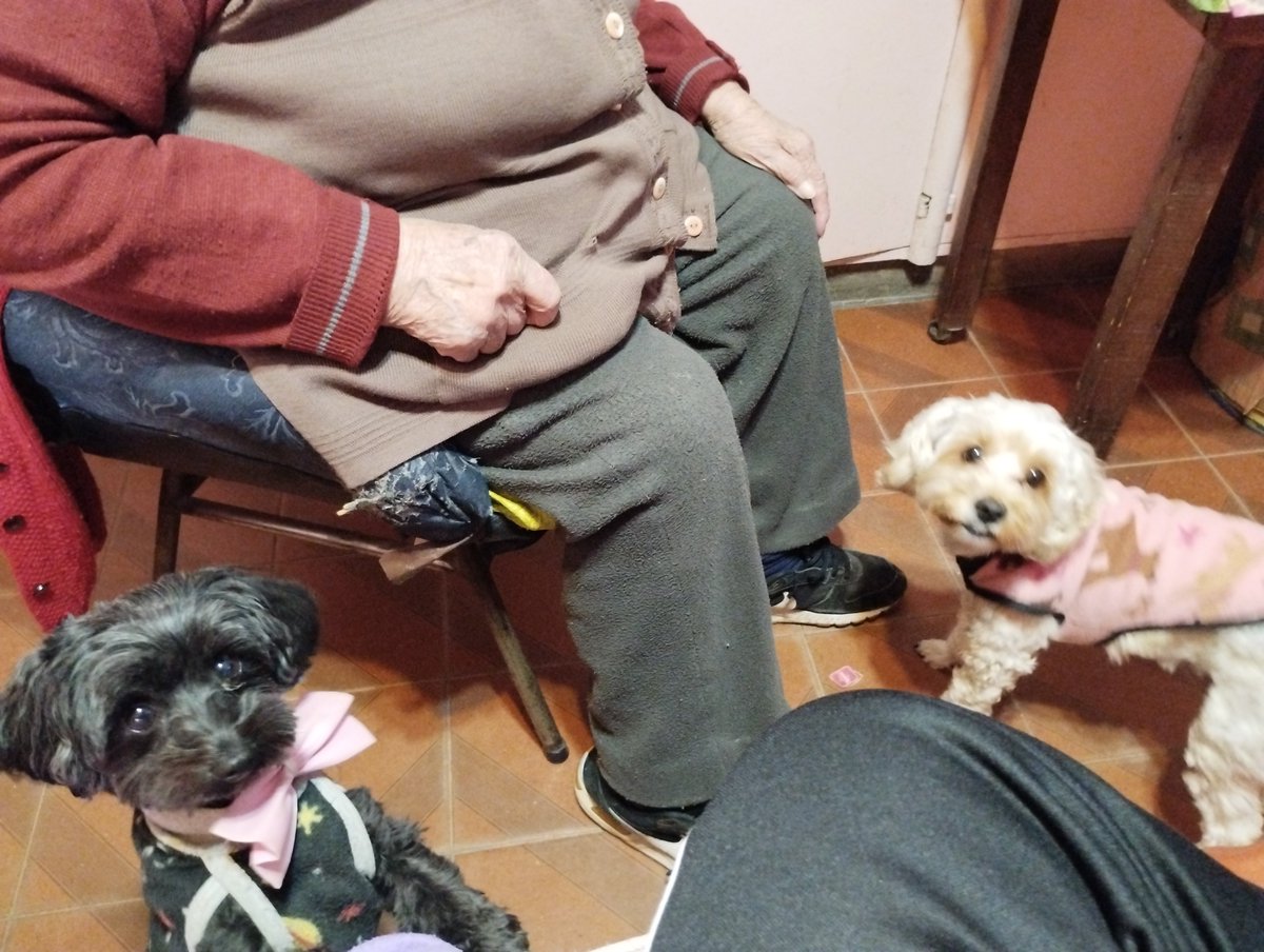 VirSam72's tweet photo. #estefinde @todonoticias  en san Migue, visitando a la abuela, Kala y Kiki besos https://t.co/fY0VjOFrgJ