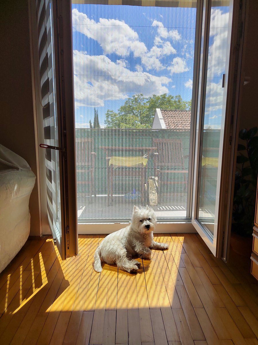 #jerry #westie #terrier #sun #enjoylife #dogsofx #dogslover