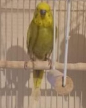 #LOST #BIRD NUGGET 
Young Adult #Male #Budgie Yellow & Green
#Missing from Anfield Road #Cantley 
#Doncaster #SouthYorkshire #DN4 North East 
Wednesday 24th April 2024
#DogLostUK #Lostbird 

doglost.co.uk/dog/191855