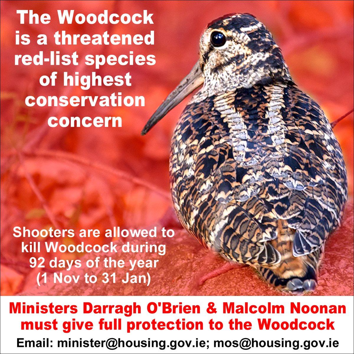 The Woodcock is a threatened red-list species of highest conservation concern. Shooters are allowed to KILL woodcock during 92 days of the year (1 Nov to 31 Jan). Ministers @DarraghOBrienTD and @noonan_malcolm must stop the killing and give full protection to woodcock.