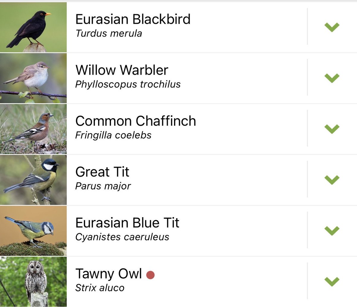 Six minutes sitting by the pond just now recording the birds. The blackbird was singing so loudly that it woke up a tawny owl. Merlin App didn’t pick up the bullfinches I could hear or a distant raven. It’s still my favourite app and if you haven’t used it yet I would + it’s free