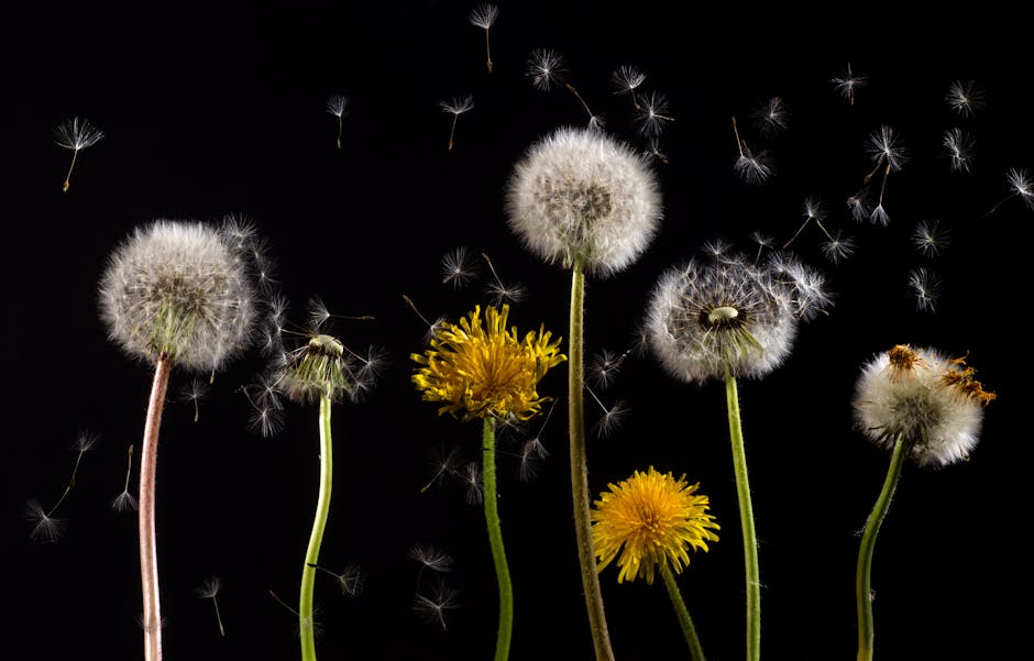 The humble dandelion is a rich source of food for wildlife, from seeds for birds, to nectar and pollen for bees and beetles, rabbits love to eat the lush green leaves. Every part of the dandelion has herbal or medicinal uses. #InternationalDayOfTheDandelion