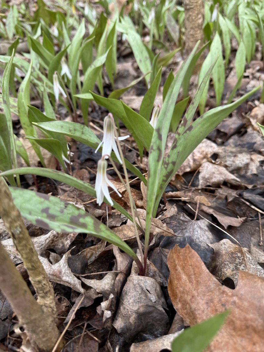 Hiking with #ShawnPatille and @SustainMilton in Lions Valley (Oakville). Found this Erythronium albidum. Very rare and lovely!