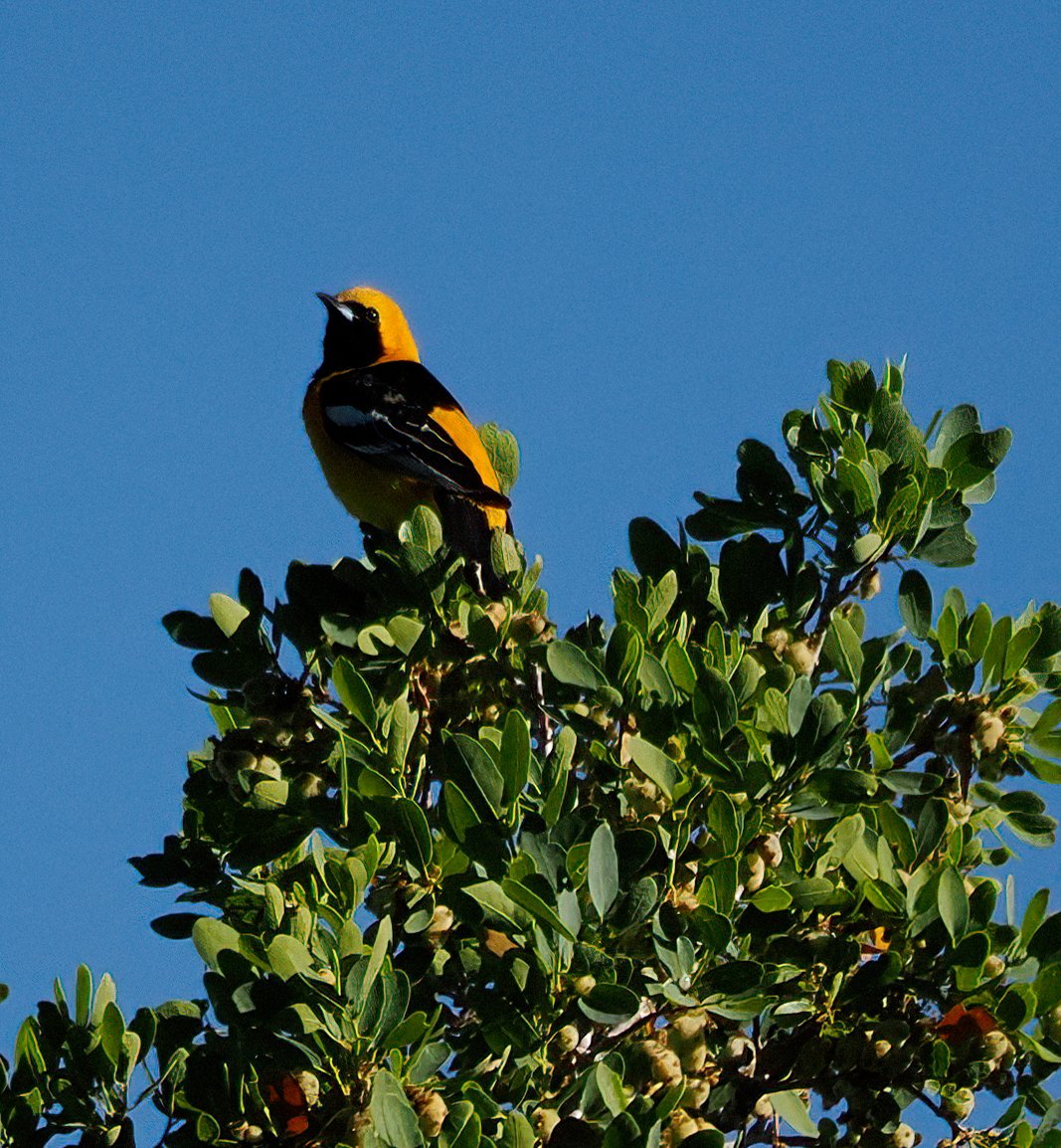I was thrilled to spot this Hooded Oriole out in the open in Madera Canyon--they're usually stealthy foragers. Another migrant that comes to the southwest U.S. only during breeding season. 🧡🖤🧡#oriole #arizona #birding