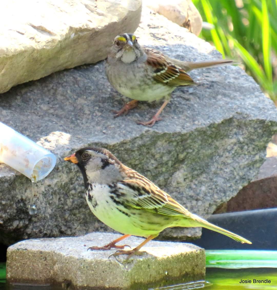 #SparrowSunday