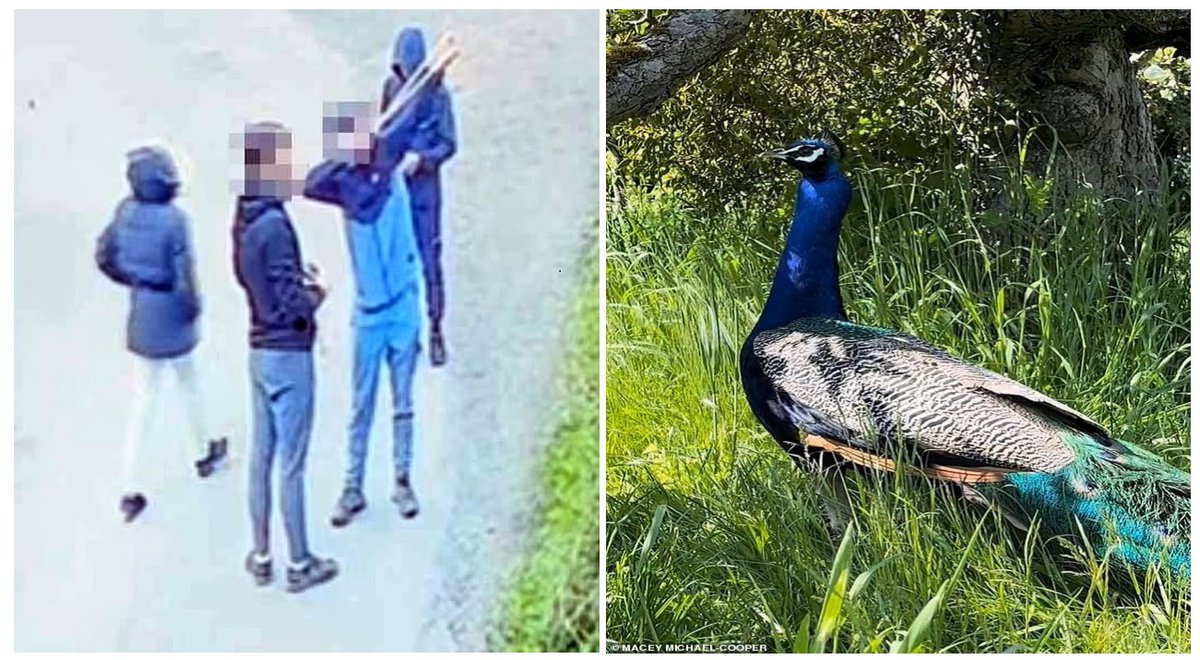 WHY ARE THEIR FACES COVERED!!!! Yobs killed a family's beloved pet peacock by shooting it more than 20 times with slingshots and catapults, before contacting the owners to warn them, 'you are going to be next'. River's owner, Alison Carter, 57, posted the footage from a
