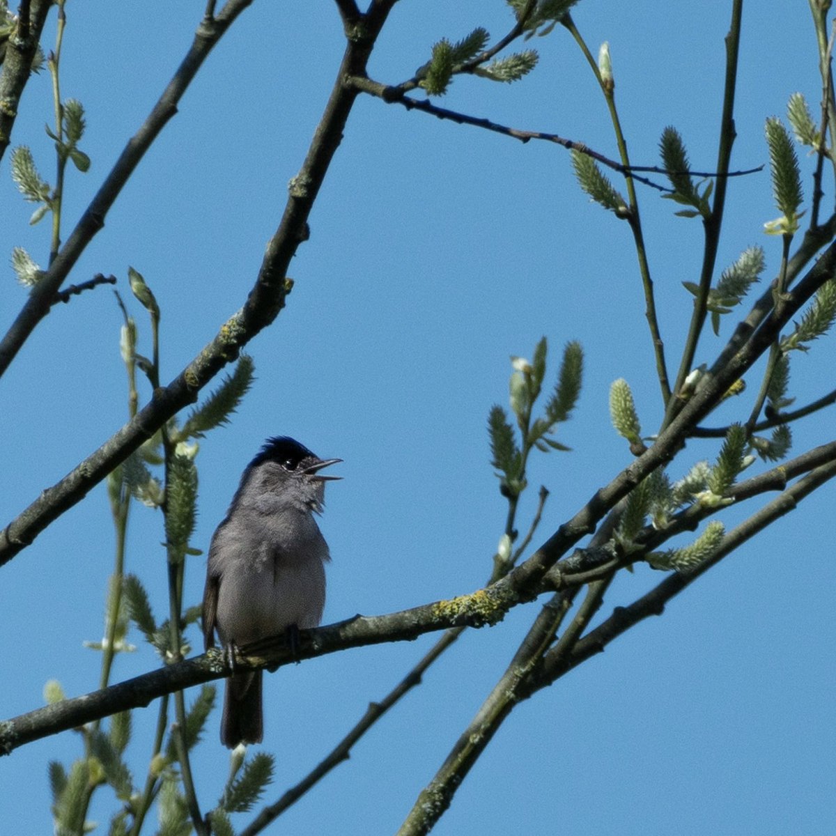Blackcap singing in the sunshine ☀️ #birdlife #blackcap