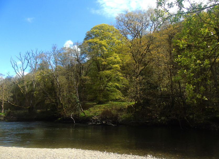 Sunny Sunday, but still a bit cold #teifi #llandysul #cymru #sunday