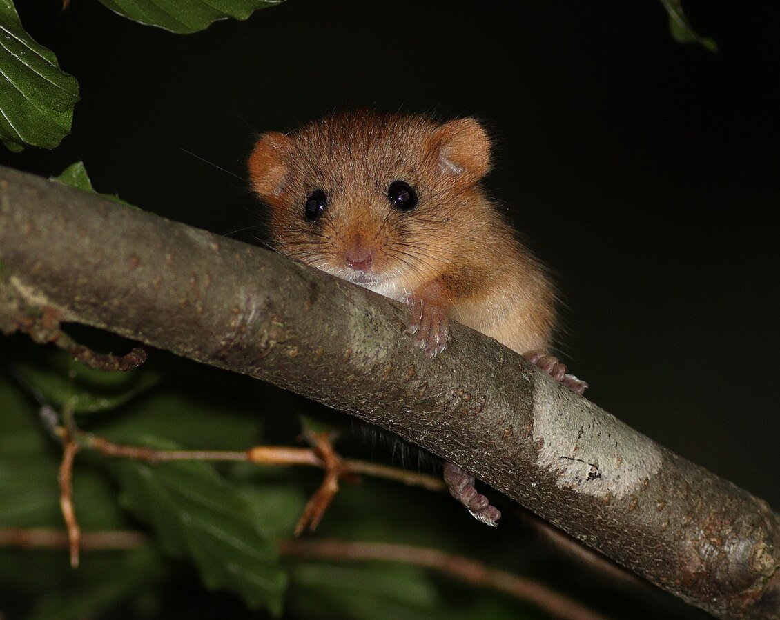 #SundayMotivation Thread 🧵 Species Alert 🆘 The #VeganLandMovementCIC are determined to help prevent the UK's only arboreal mouse from going extinct. Meet the Hazel Dormouse (Muscardinus avellanarius) 🐹 Animal agriculture has destroyed their woody homes 😔