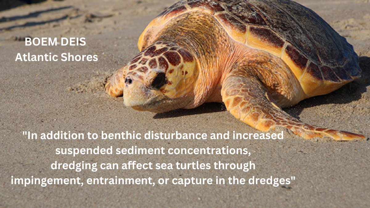 Loggerhead turtles are an #EndangeredSpecies. Now just a tiny fraction of their historic population. What will #OffshoreWind surveying, dredging, construction & ongoing operations have on this fragile population?