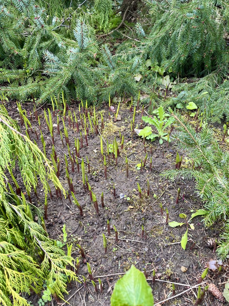 Hej #Twitterhjerne 

Hvilken plante er det der er på vej op ad jorden i vores have?