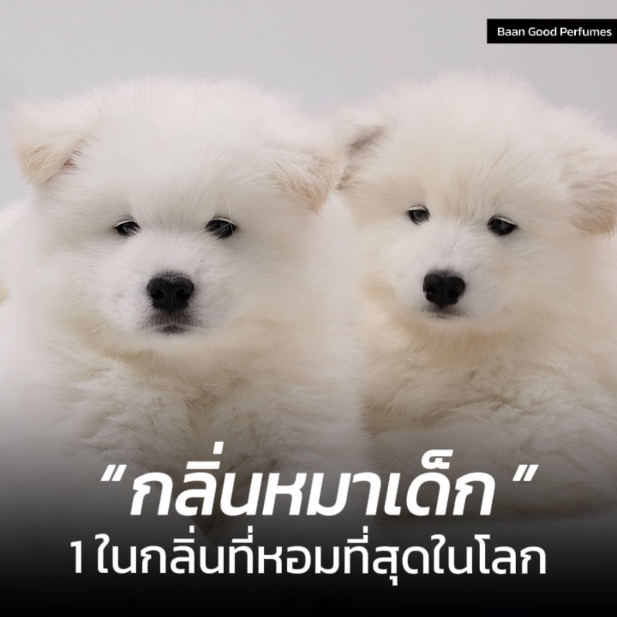 1 ในกลิ่นที่หอมที่สุดในโลก “ กลิ่นหมาเด็ก ”