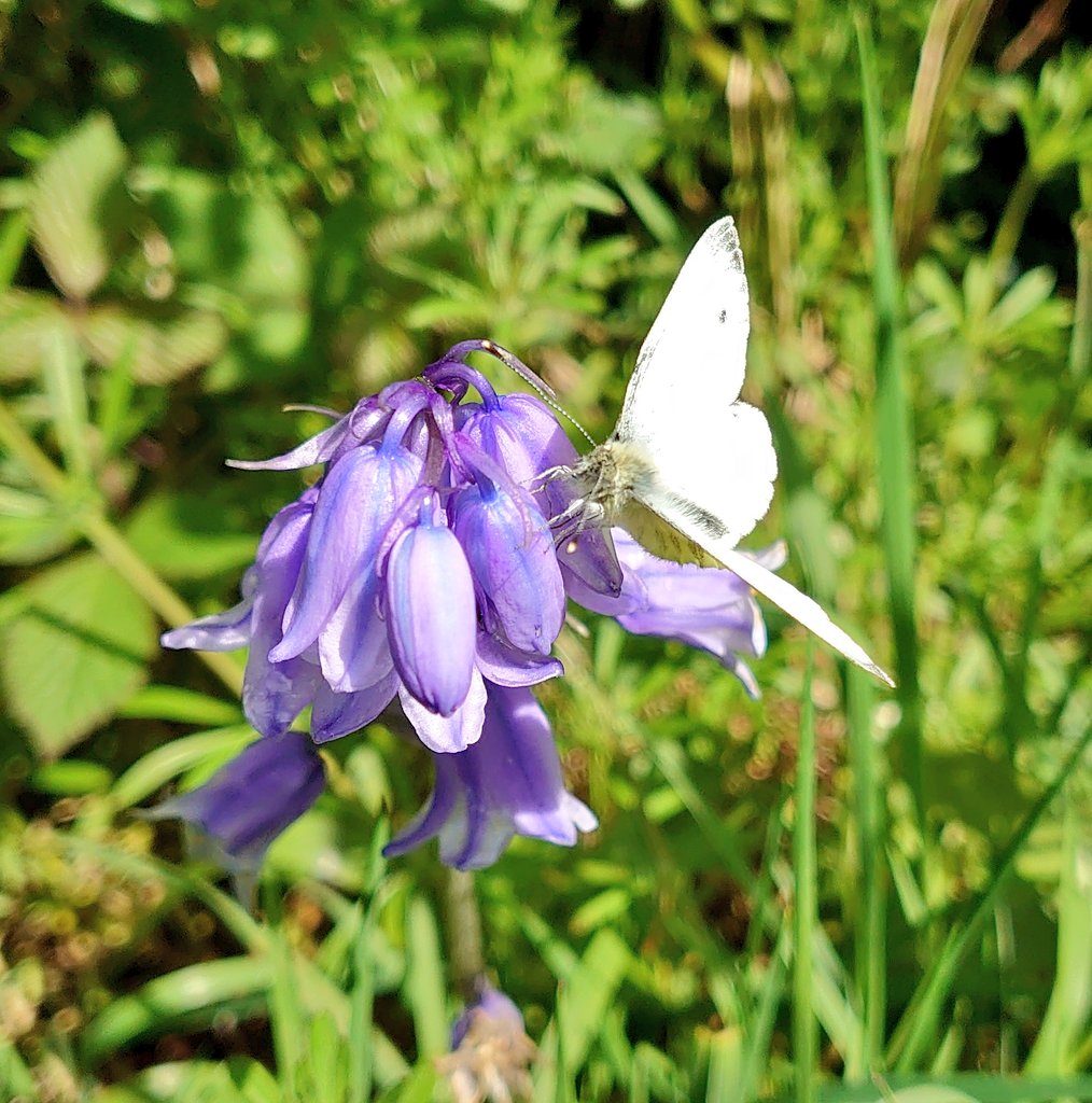 #butterflies #Bluebells #dandelions