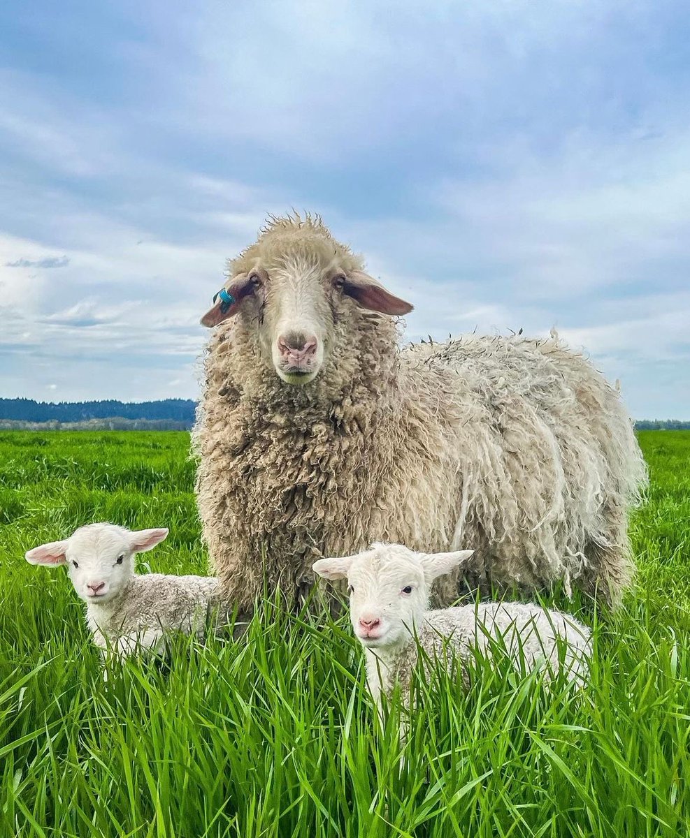 Sheep come in all shapes & sizes with a wide variety of fleeces. Due to its naturally crimped, zig-zag, structure, wool has a natural elasticity so wool garments have the ability to stretch comfortably with the wearer & then return to their original shape. 📸 IG emily_ruckert