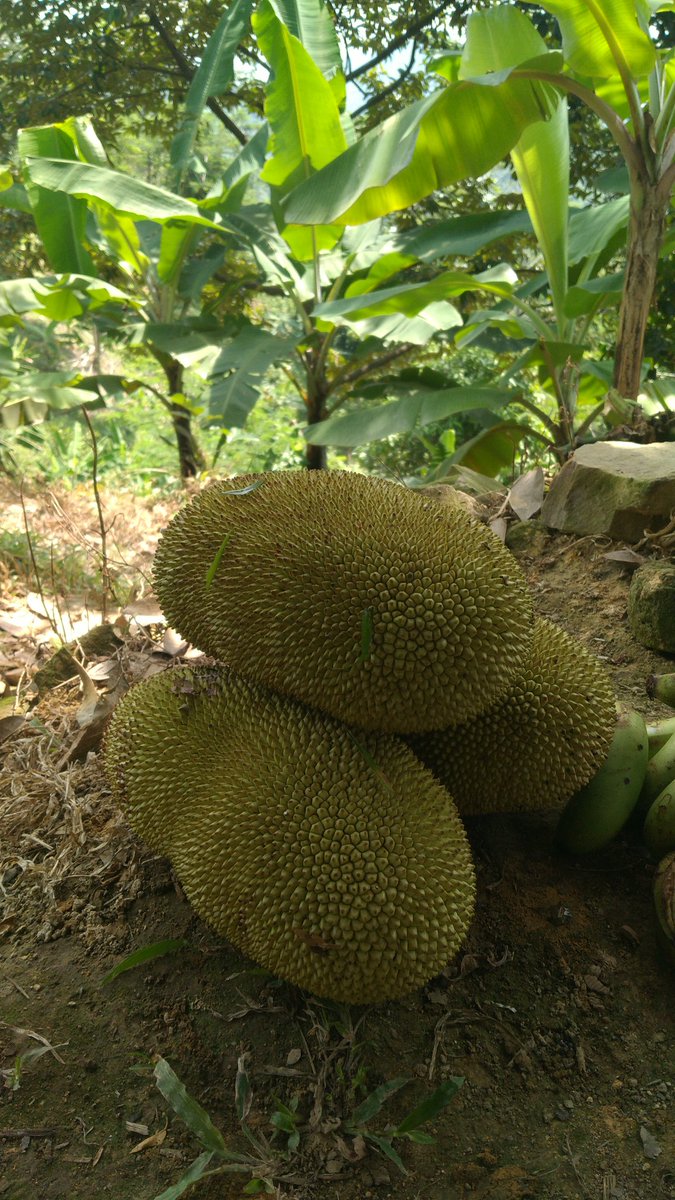 Hasil ngebolang tadi pagi #Nangka Kalau orang kampung aku bilang.. Cecek..ada juga yg bilang Gori Di tempat kalian Nangka muda itu apa namanya..!? 🤗😁🙏