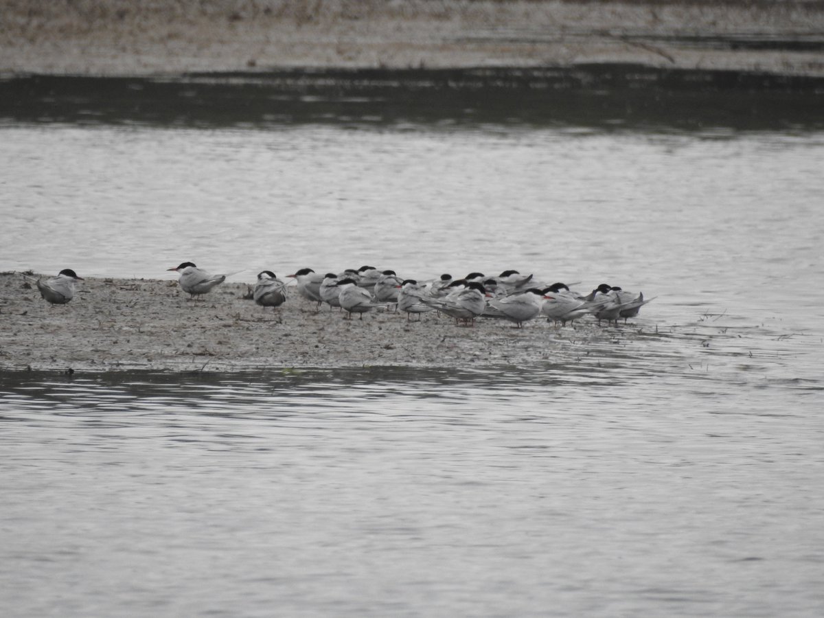 Some of yesterday's Arctic Terns at #LMGP posted again without the video, hopefully less compressed...plus the Common Terns that also arrived and were the last to leave.