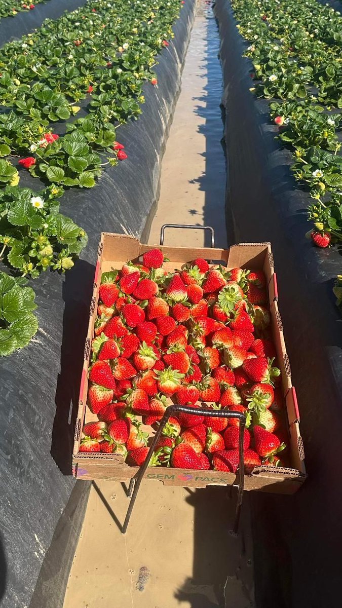 Gonzalo works in the strawberry’s of Santa Maria CA. The days after a rainstorm are the hardest for him because the rows are still full of water & the cart he uses gets stuck often and his boots feel heavier when they are full of mud. It makes his long day even longer. #WeFeedYou