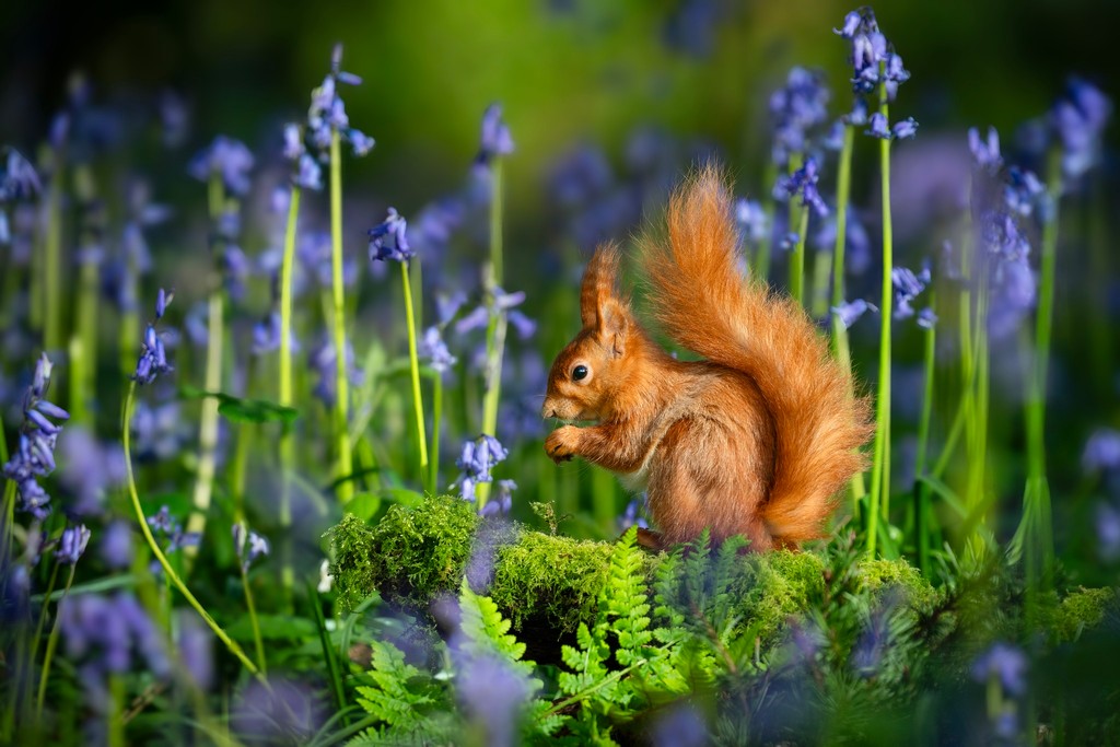 What a photo! A beautiful image reminding us that spring has sprung 🪻🐿️

📸 Ian Groves
⁠
#exploreisleofwight #photo #islandlife #redsquirrel #bushytail #nature #wildlife #your_wildlife #isleofwightnature #fluffy #cute #nature_brilliance #bluebells #spring #springhassprung
