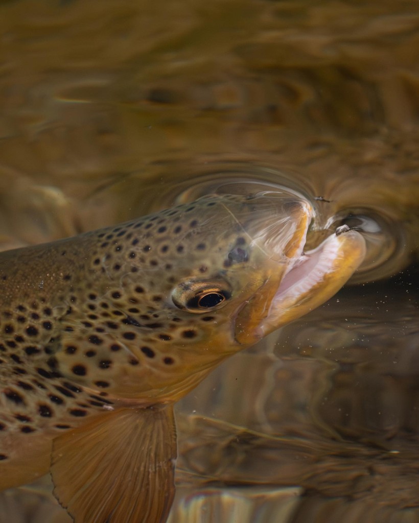 'This Brown Trout made for a great model today.' // image by Ryan Kelly @greenriverflyfisher ⁠• •⁠ •⁠ •⁠ #trout #troutbum #flyfishingaddict #flyfishingadventures #flyfishing #angling #fishing #fishpondusa #fish #keepemwet #flyfishinglifestyle