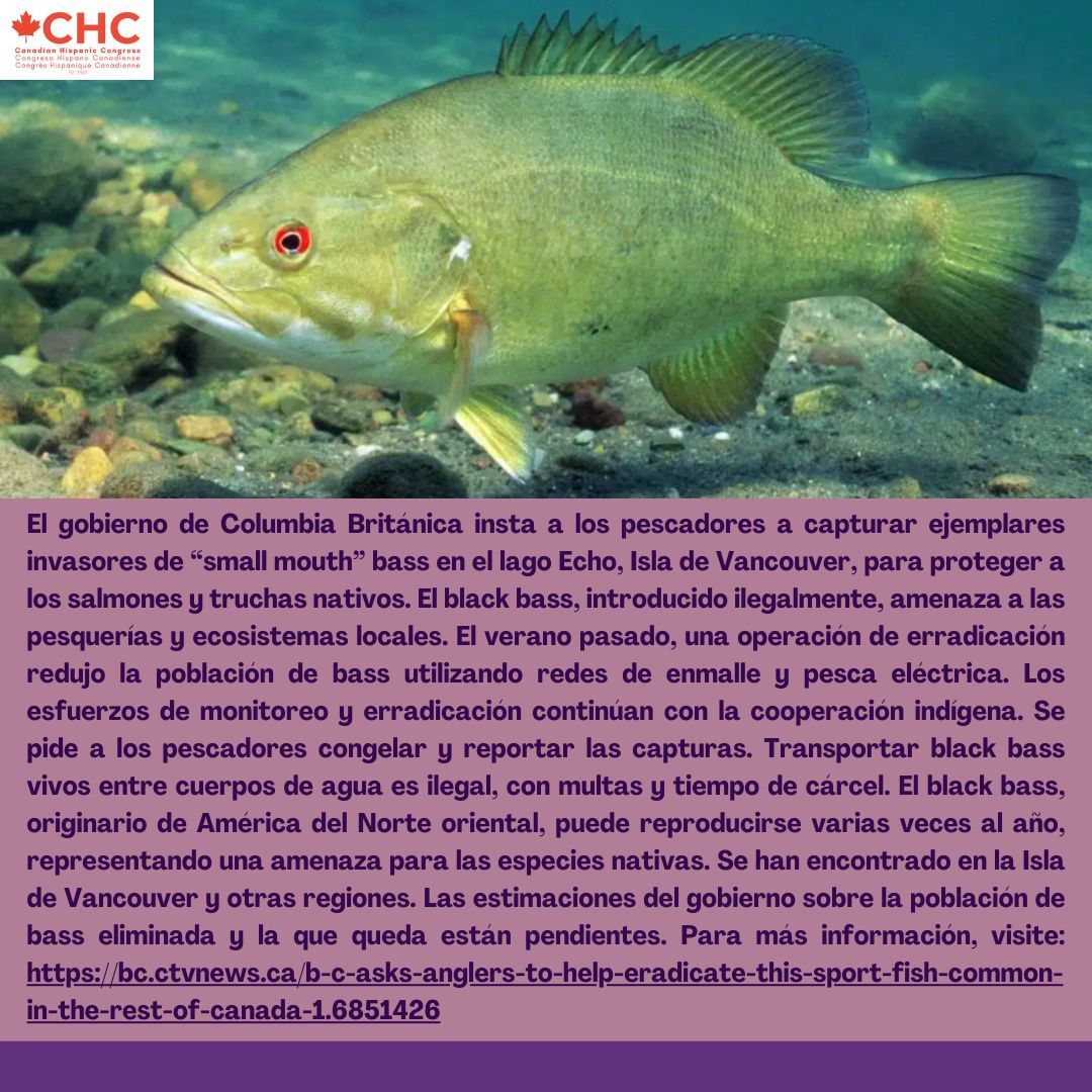 B.C. asks anglers to help eradicate this sport fish common in the rest of Canada 🇨🇦🎣🐠🚣🏻‍♀️🐡 #unmillonjuntos #CHC #1millionstrong #noticias #hispanxs #latinxs #news #Anglers  #SportFish