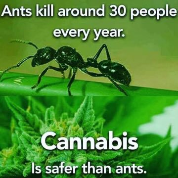 Facts! Truth!!! #Cannabis #LegalizeIt #CannabisCommunity #Mmemberville b