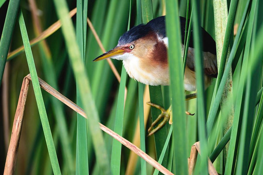 Least Bittern in Hiding by Debra Martz 
Available Here:debra-martz.pixels.com/featured/least… 
#Birds #Aves #Avian #BirdLovers #FeatheredFriends #ornithology #BuyIntoArt #SpringForArt #giftIdeas #gifts #WallArt @DebraMartz