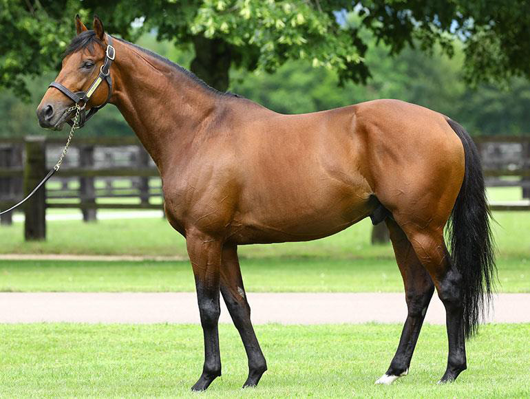 💫 HAYA ZARK a son of @AgaKhanStuds-based ZARAK (pictured) wins the Gr.1 Prix Ganay at Longchamp to become the second top-level winner for his sire. 💎 Bred & owned by Mme Odette Fau, he is trained by Adrien Fouassier and makes it 2 wins from 2 starts for 2024. #readallaboutit